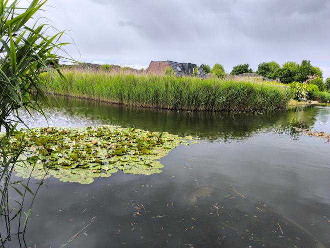 Canal with water lilies and a sunken boat in the evening