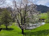 Quiet moment at an old outdoor pool hidden by a flowering tree
