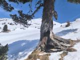 A tree in the snowy mountains